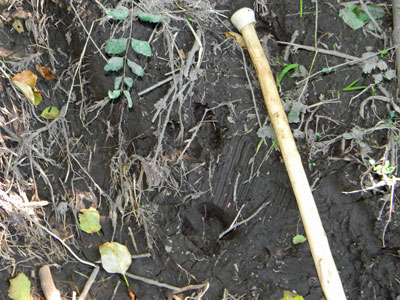 Elk tracks in the mud.