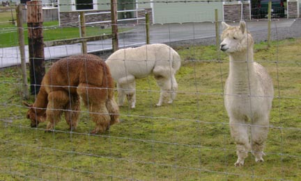 Alpacas found 'up the road a ways'