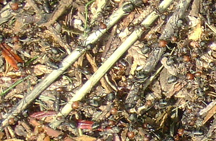 Close-up of ant hill.