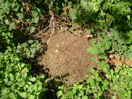 Ant hill near gate