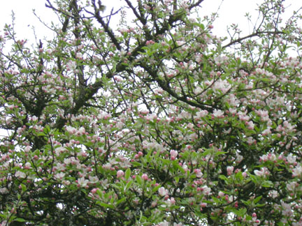 Very old apple trees