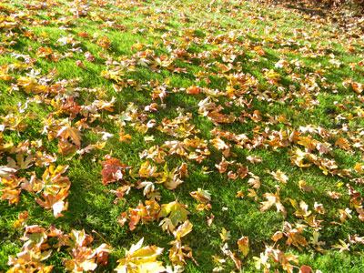 Autumn leaves at the gate.