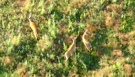 Herding deer with the balloon