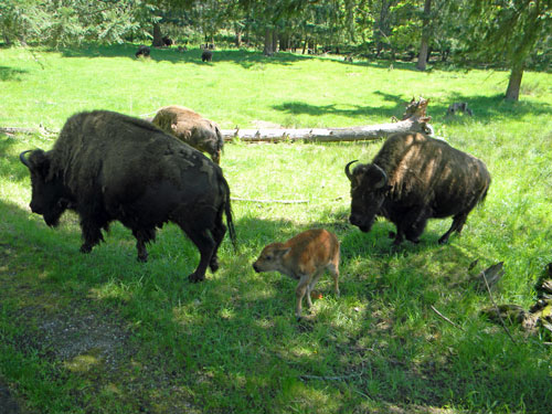 Baby American Bison.