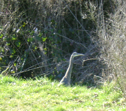 On the banks of Golden Ripples