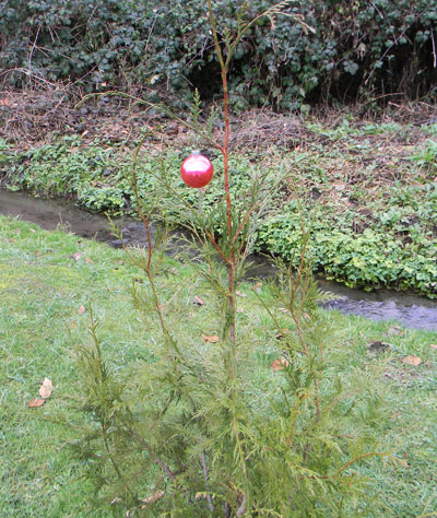 Charlie's Christmas Tree