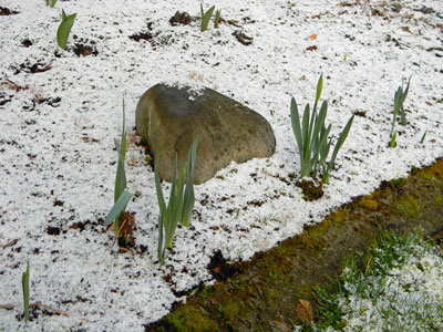 Daffodils in the snow