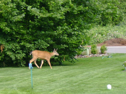 Leaving the backyards.