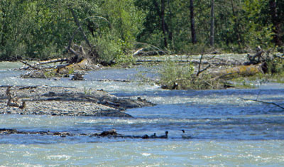 Geese in the water.