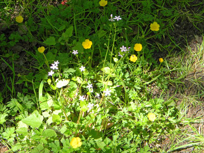 Profusion of widlflowers.