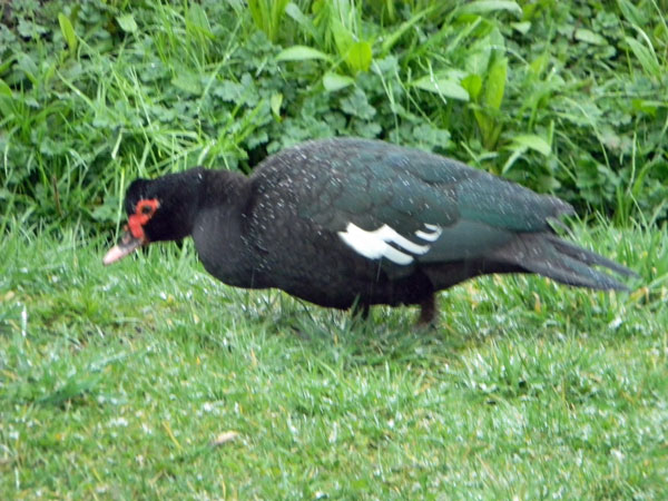 St. Patrick's Duck