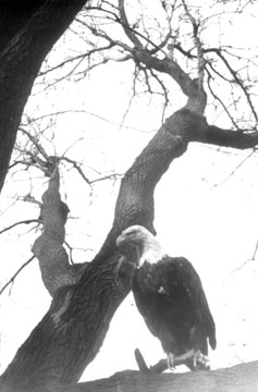 Bald Eagle in a tree