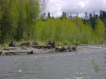 Swift flowing, but not flood stage, yet.