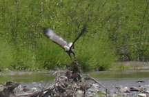 Majesticly rising from his perch.