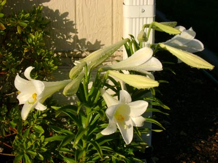 2007 Easter Lily