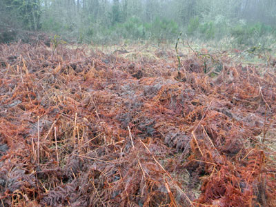 Ferns in mid-winter rest.