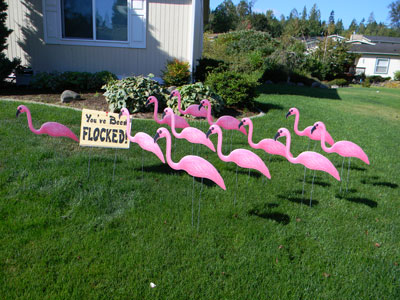 A Flock of Flamingos