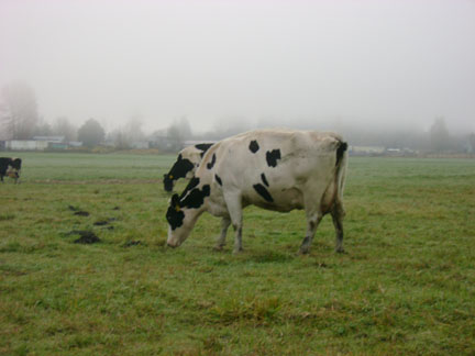  Foggy Nov Pasture