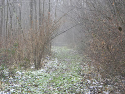 Foggy walk in winter.