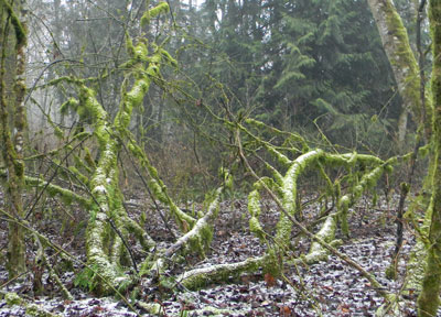 Eerie monster from the deep woods.