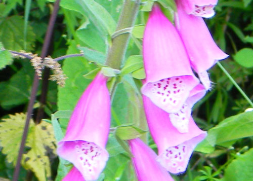 Foxglove close-up