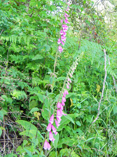 Foxglove