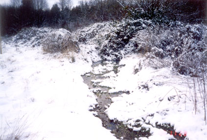 The stream behind our home.