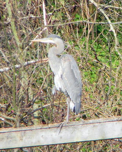 Great Blue Heron