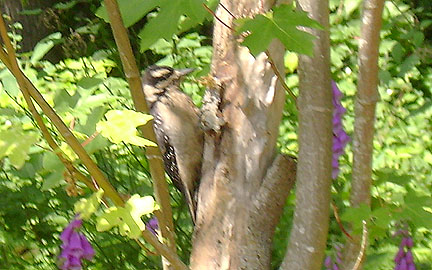 Hairy Woodpecker