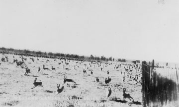 Chasing hare into pen