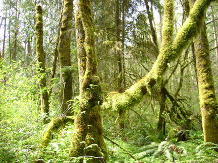 Moss hangs from the branches