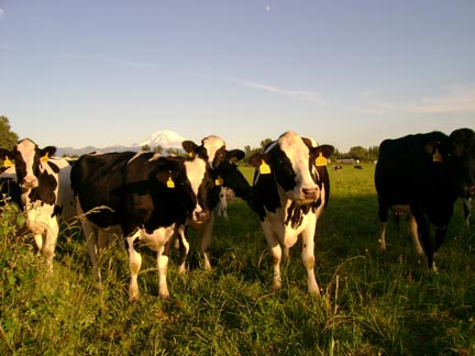 Curious Milch Cows