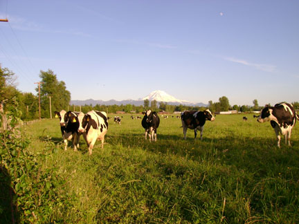 Mountain Cows