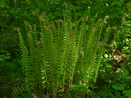 New ferns unfolding.