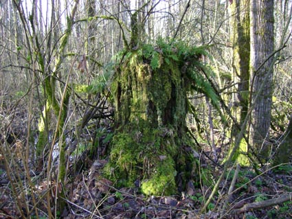 Old stump of the Woods