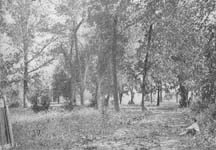 A modest, old farmhouse surrounded by beautiful trees.