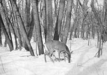 At any time or any season there was always much of interest to the Naturalist around his little home.