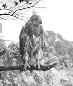 Father Red-tail watched silently from the topmost branch of a dead tree.