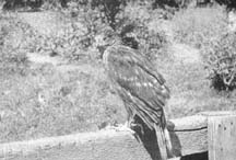 Cooper Hawk would silently alight on some object...