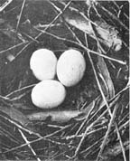 In the nest were three white eggs...