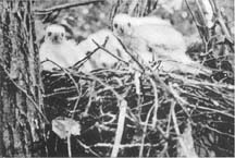 The young birds peering over the edge of the nest.