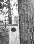 The Naturalist had made some boxes of old lumber...