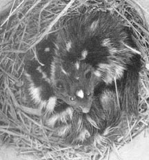 ...they usually remained curled up in the nest.