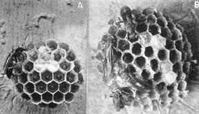 Larva spinnning its cocoon and emerging wasps.