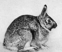 The rabbit is a timid and defenseless animal.