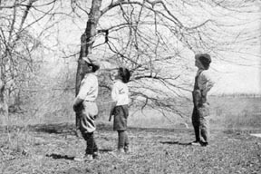 They found a nest in a tall tree near the river.