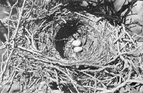 There were but two eggs in the nest...