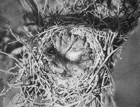 Young crows, twenty days old.