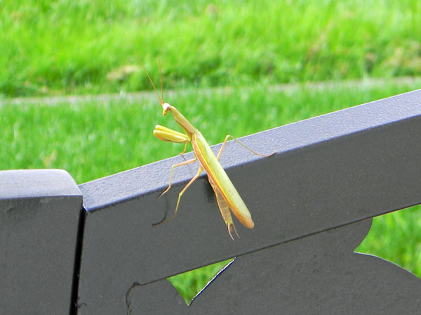 Praying Mantis