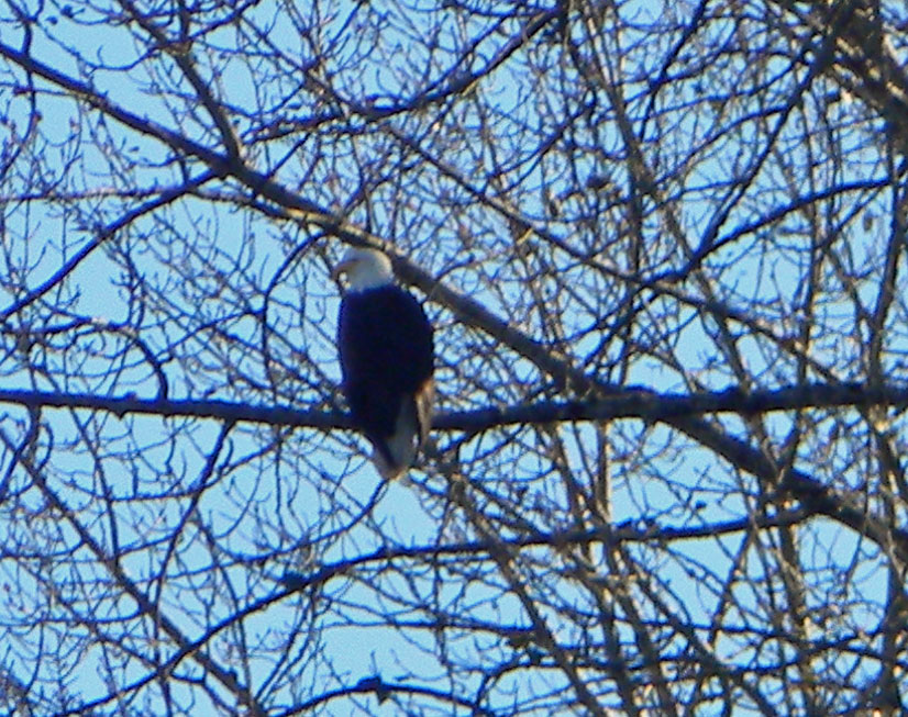 Eagle close-up.